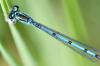 Coenagrion puella